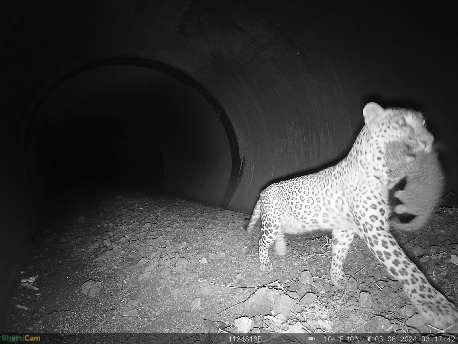 Khategaon News: Female leopard with her cubs seen in Narmada pipeline.