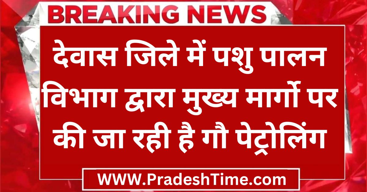 Dewas: Cow patrolling is being done on the main roads by the Animal Husbandry Department in Dewas district